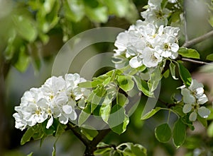 Flowers of pear ordinary Pyrus communis L., close up