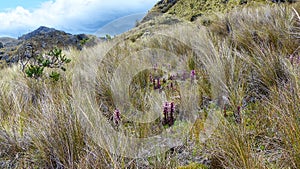 Flowers Pedicularis incurva and large tussock grass, Andes