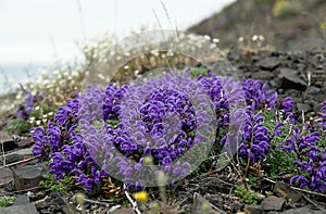 Flowers Pedicularis in the tundra.