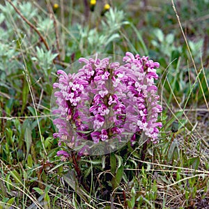 Flowers Pedicularis in the tundra.