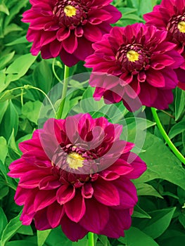 Flowers peonies