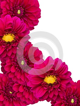 Flowers peonies ornament