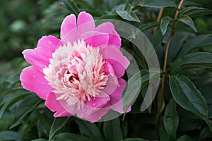 Flowers peony background. Beautiful perfect pink peony with greenery in the garden. For Valentine`s Day greeting card, wedding