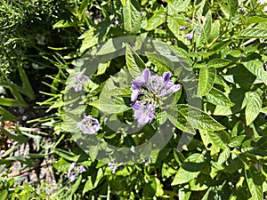 Flowers of Pepino, Pepino dulce, Solanum muricatum