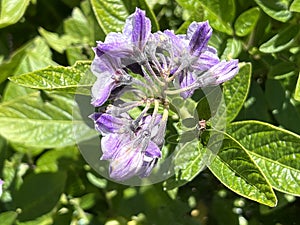 Flowers of Pepino, Pepino dulce, Solanum muricatum