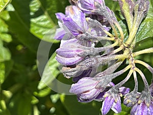 Flowers of Pepino, Pepino dulce, Solanum muricatum