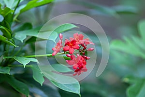 Peregrina tree, Jatropha integerrima