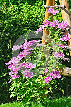 Flowers of perennial clematis vines in the garden. Beautiful clematis flowers near the house. Clematis climbs into the garden