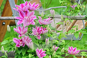 Flowers of perennial clematis vines in the garden. Beautiful clematis flowers near the house.