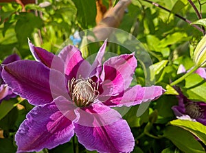 Flowers of perennial clematis vines in the garden. Beautiful clematis flowers near the house. Clematis climbs into the garden near