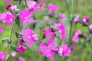 Flowers of a perennial plant Silene dioica known as Red campion or Red catchfly on a forest edge in the summer