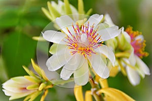 The Flowers of Pereskia aculeata embellishing the garden