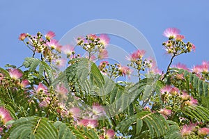 Flowers of Persian silk tree