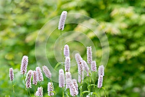 Flowers Persicaria