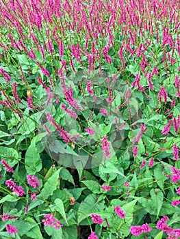 Flowers of Persicaria or Knotweed.