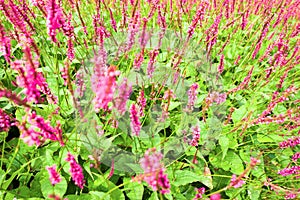 Flowers of Persicaria or Knotweed plants.