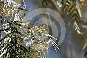 Flowers of a Peruvian pepper tree, Schinus molle