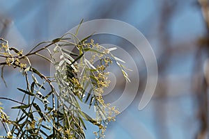 Flowers of a Peruvian pepper tree, Schinus molle