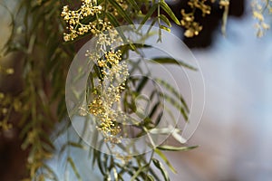 Flowers of a Peruvian pepper tree, Schinus molle