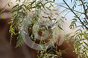 Flowers of a Peruvian pepper tree, Schinus molle