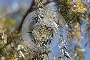 Flowers of a Peruvian pepper tree, Schinus molle