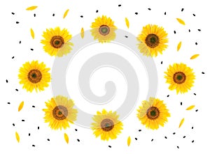 Flowers, petals and seed sunflower Helianthus annuus on white background texture. Flat lay