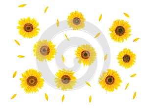 Flowers, petals sunflower Helianthus annuus on white background texture. Flat lay