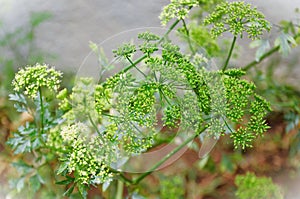 The flowers of Petroselinum crispum in the vegetable garden photo