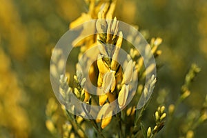 Flowers of a petty whin, Genista anglica