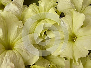 Flowers petunia