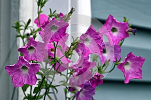 Flowers of petunia on the wall of rural house against the window