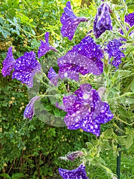 Flowers Petunias called Petunias galaxy