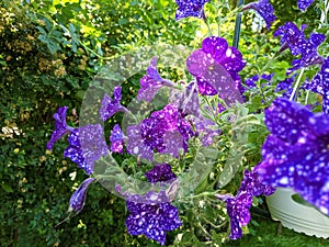 Flowers Petunias called Petunias galaxy