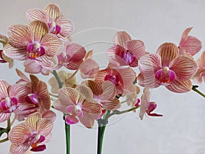 Flowers of Phalaenopsis Baldan`s Kaleidoscope.