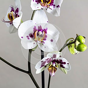 Flowers of phalaenopsis on a gray background. Square template for your design.