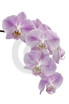 Flowers of a Phalaenopsis orchid hybrid