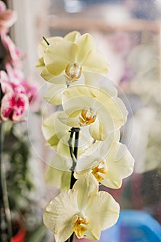 Flowers phalaenopsis orchid yellow pink