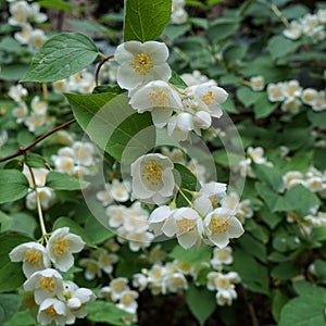 Flowers of Philadelphus also known as Sweet Mock-Orange or English Dogwood