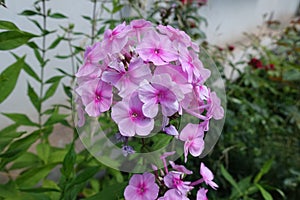 Flowers of Phlox in shades of pink