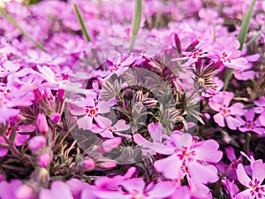 Flowers of Phlox subulata in the graden.