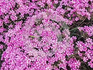 Flowers of Phlox subulata in the graden.