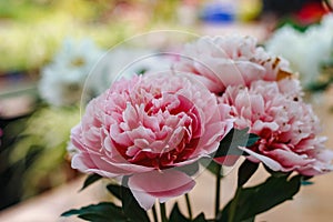 Flowers. Photo of pink peonies at the exhibition