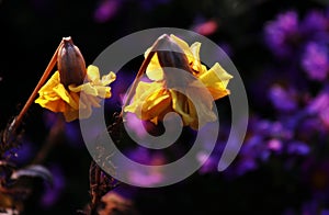 Flower; inflorescence