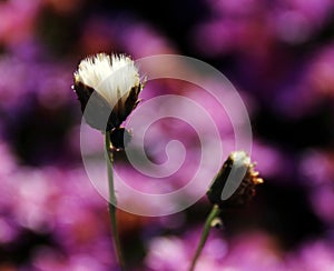 Flower; inflorescence