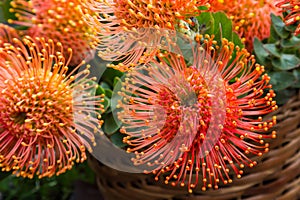 Flowers of Pincushions or Leucospermum condifolium