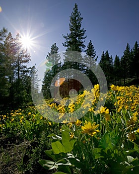 Flowers and pine forest