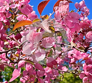 Flowers pink apple blossom red  white petal  flowering tree branch against a blue sky big   banner