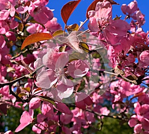 Flowers pink apple blossom red  white petal  flowering tree branch against a blue sky big   banner