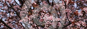 Flowers of a pink blooming Cherry Plum tree