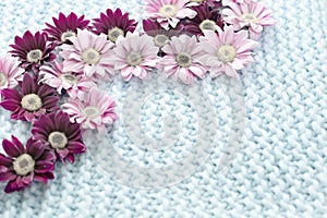 Flowers of pink and burgundy chrysanthemum lie on a blue rug of merino wool